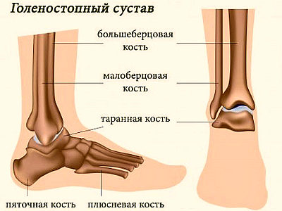 Anatomiya Na Kostite Choveshkiya Krak