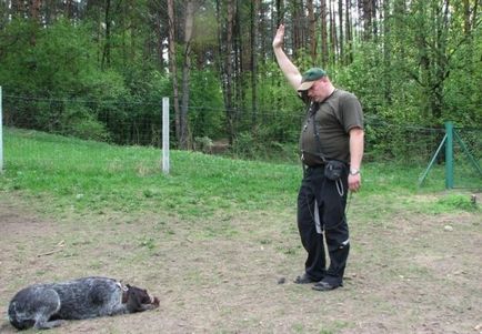 Psy metoda szkolenia (szkolenia) Metody szkolenia psów myśliwskich