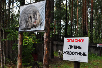 Pritravka psy myśliwskie dla zwierzęcia (Perevalovo) Pritravka psów myśliwskich u zwierzęcia