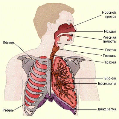 Choroby układu oddechowego, pulmonologii, objawy i leczenie (choroba płuc) choroby układu oddechowego, Pulmonologia, objawy i leczenie