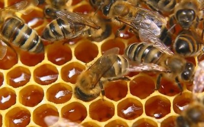 Leczenie chorób oczu, wizja, propolis propolis, zaćma - najnowsze wiadomości (w minutach) Leczenie chorób oczu, wizja, propolis propolis, zaćma - aktualności
