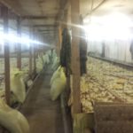 Gospodarstwo, hodować kurczaki korniszony, pole Tsarevo (kurcząt brojlerów korniszon) Gospodarstwo, hodować kurczaki korniszony, pole Carewo