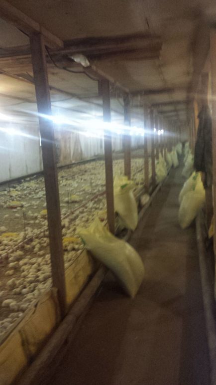 Farm kurczaki korniszony, rośnie pole Carewo (kury) Gospodarstwo, hodować kurczaki korniszony, pole Carewo