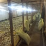 Farm kurczaki korniszony, rośnie pole Carewo (korniszony) Gospodarstwo, hodować kurczaki korniszony, pole Carewo