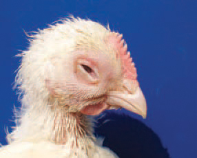 Mikoplazmózis csirkék kezelésében - A baromfik fertőző ízületi gyulladása | Kárpátalja