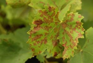 Kertészeti növénykórtan | Digitális Tankönyvtár, Vörös foltok a szőlő levelein hogyan kell kezelni