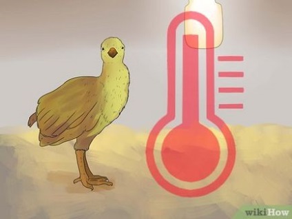 كيفية رعاية الطاووس (تغذية الطيور الكبار لمدة أسبوع) كيفية رعاية الطاووس