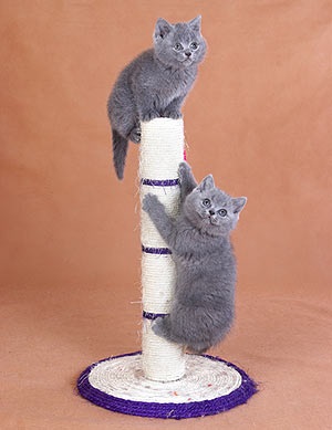 Британські кошенята - нський кішки і коти