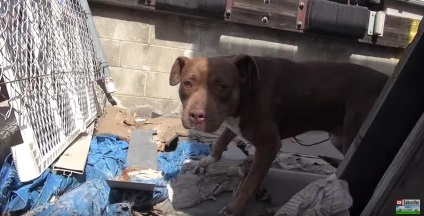 Історія порятунку двох собак, які жили в кузові вантажівки, ВМЖ
