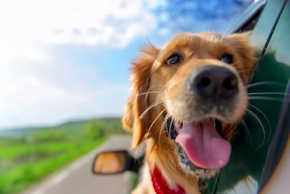 Як позбутися від запаху собаки в автомобілі