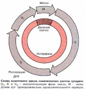 Клітинний цикл, student guru