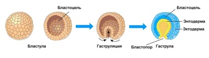 Клітинний цикл, student guru