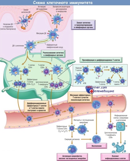 Механізми клітинного імунітету