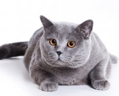 Опис породи кішки турецька ангора характер і звички вихованця