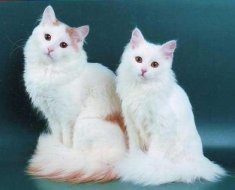 Опис породи кішки турецька ангора характер і звички вихованця