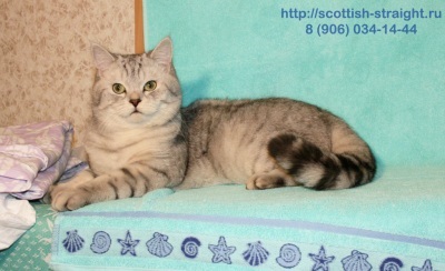 Розплідник кішок scottish straight & amp; fold елітні шотландські прямоухие і висловухі кішки