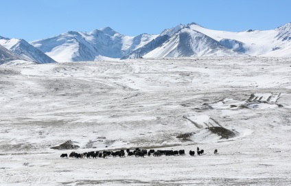 Пріотарние собаки киргизів Східному Памірі, таджикистан
