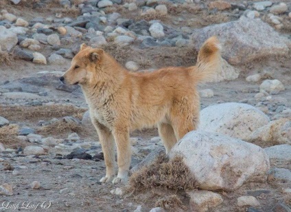 Пріотарние собаки киргизів Східному Памірі, таджикистан