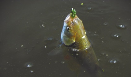 Риба любить «зелень» - рибалка