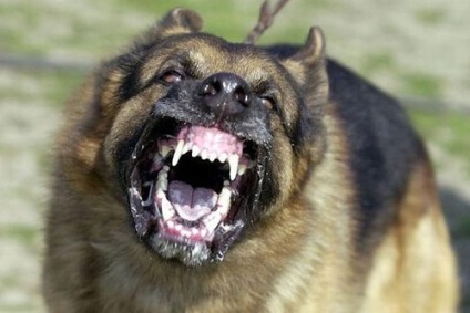 Найнебезпечніші породи собак в світі