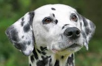 Найнебезпечніші породи собак - знайомства домашніх тварин