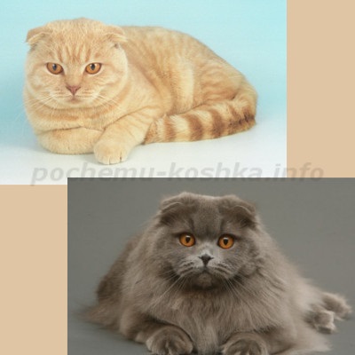 Скоттиш фолд (порода кішок шотландська висловуха) - зовнішність, характер, ціна і вибір кошеня