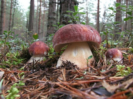 Білий гриб (боровик) фото, опис видів, вирощування на присадибній ділянці, харчова цінність