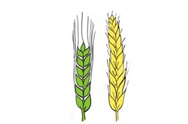 Чим відрізняється жито від ячменю особливості і відмінності, в чому різниця