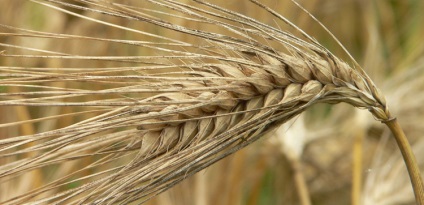Чим відрізняється жито від ячменю особливості і відмінності, в чому різниця