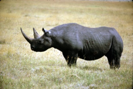 чорний носоріг