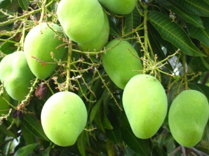 Манго фрукт тайське манго, види, користь, рецепти