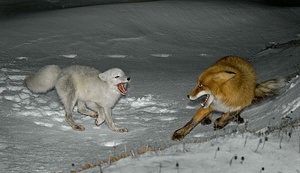 Песець опис тварини і фото, де живе полярна лисиця, чим харчується