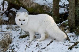 Песець опис тварини і фото, де живе полярна лисиця, чим харчується