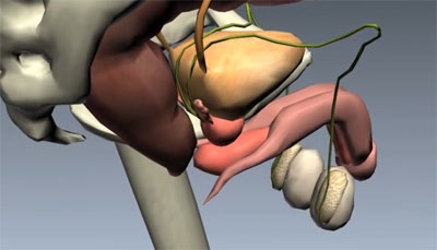Причини ниючий біль в правому, лівому яєчках у чоловіків - що робити, якщо тягне і віддає в машонкой