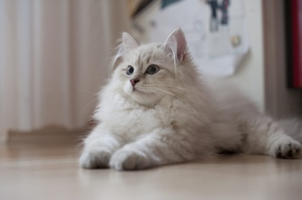 Сибірська кішка опис породи з фото