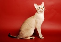 Сінгапурська кішка, фото, ціни, купити сінгапурського кошеня, характер породи сінгапуру, розплідники