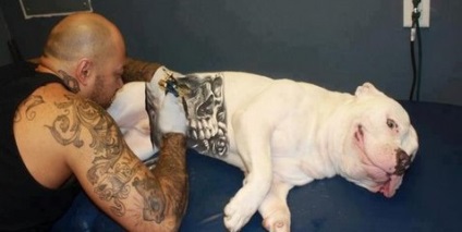 Собачі татуювання жорстокість чи ні, все про тер'єрів, порода собак, стандарт і класифікація