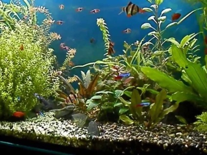 Зміст барбусів в акваріумі догляд, розведення, лікування поширених хвороб