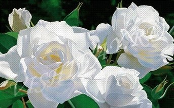 Вишивка хрестом троянд схеми безкоштовно - червоні і білі бутони