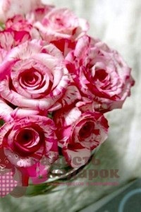 8 Рад, як зберегти свіжість букета троянд