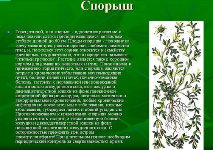 Cпориш лікувальні властивості і протипоказання, відгуки про траву