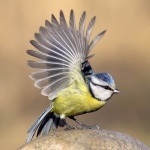 Фото з птахами, скачати фотографії птахів з назвами