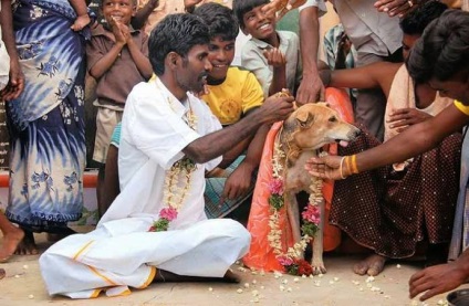 Індійська весілля заміж за собаку або яблуко - країни сходу і азії