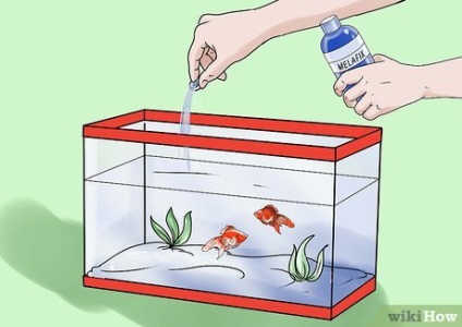 Як вилікувати водянку у золотої рибки