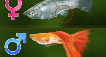 Як вилікувати водянку у золотої рибки