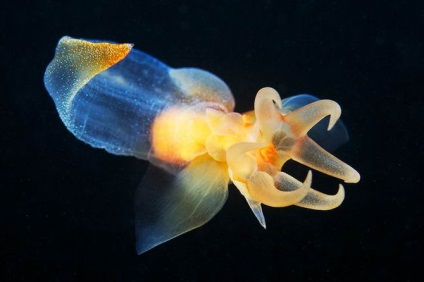 Морський ангел (clione limacina) - вид черевоногих молюсків із загону голотелих (gymnosomata) -