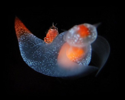 Морський ангел (clione limacina) - вид черевоногих молюсків із загону голотелих (gymnosomata) -