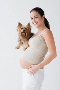 Чи можна завести собаку або кішку під час вагітності, матуся - вагітність, пологи, діти