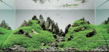 Оформлення акваріума акваріум в стилі iwagumi - рибки акваріумні, акваріум прісноводний і морський