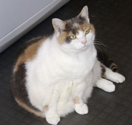 ожиріння кішок